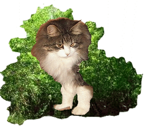 Ein Bild, das Katze, Baum, sitzend, grün enthält.

Automatisch generierte Beschreibung